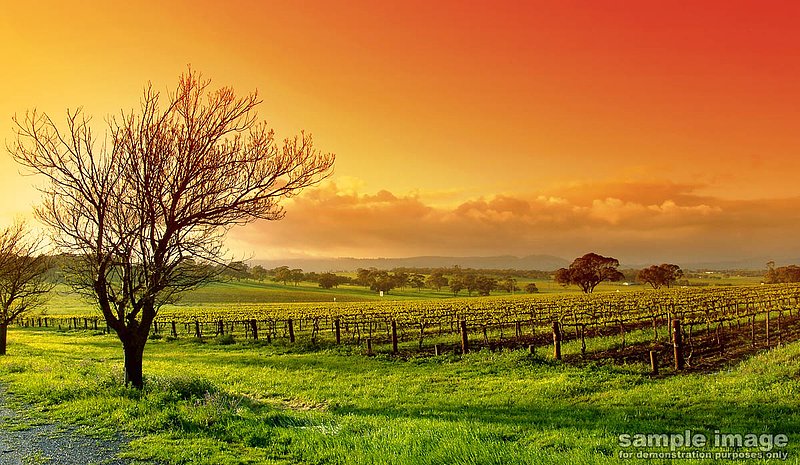 nature-bp-034.jpg :: sunset over lush fileds