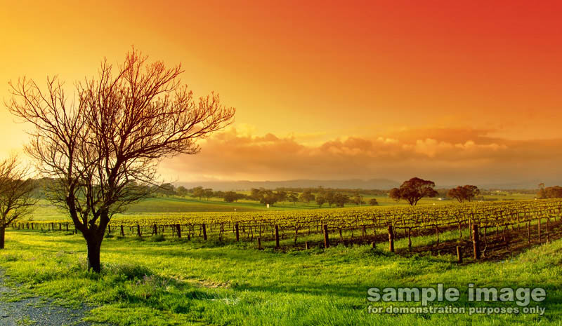 nature-sp-001.jpg