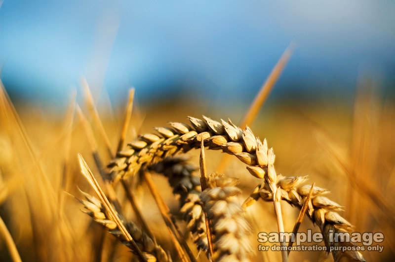 nature-sp-004.jpg