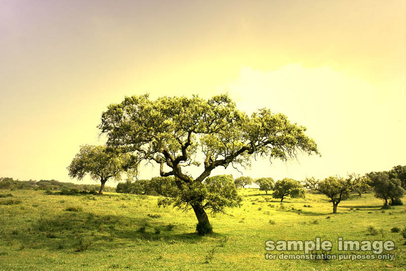 nature-sp-005.jpg