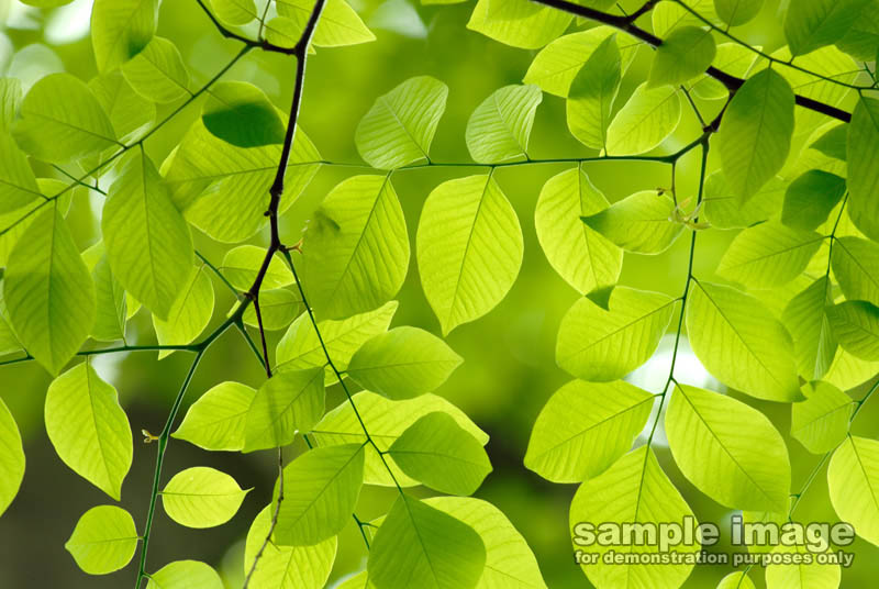 nature-sp-006.jpg