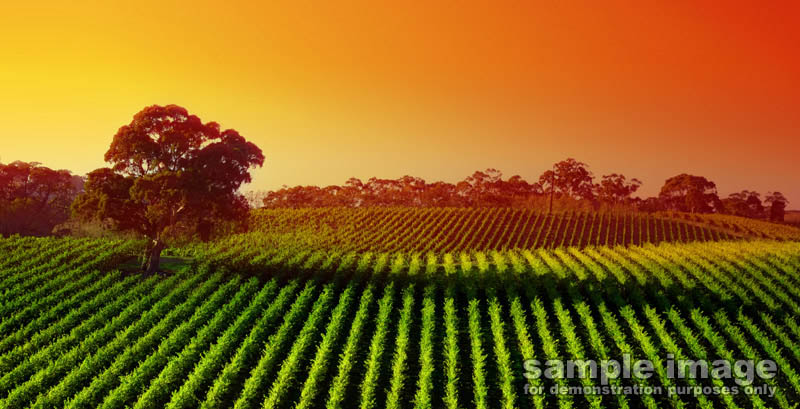 nature-sp-011.jpg