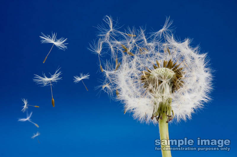 nature-sp-013.jpg