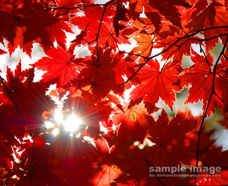 nature-sp-014.jpg