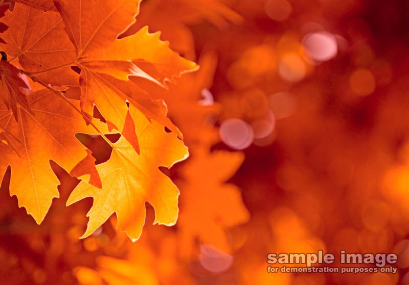 nature-sp-015.jpg