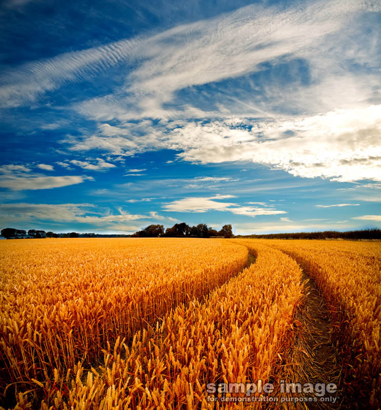 nature-sp-016.jpg