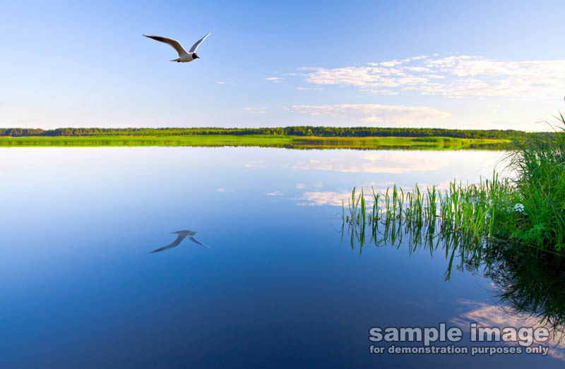 nature-sp-017.jpg