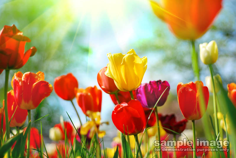 nature-sp-019.jpg