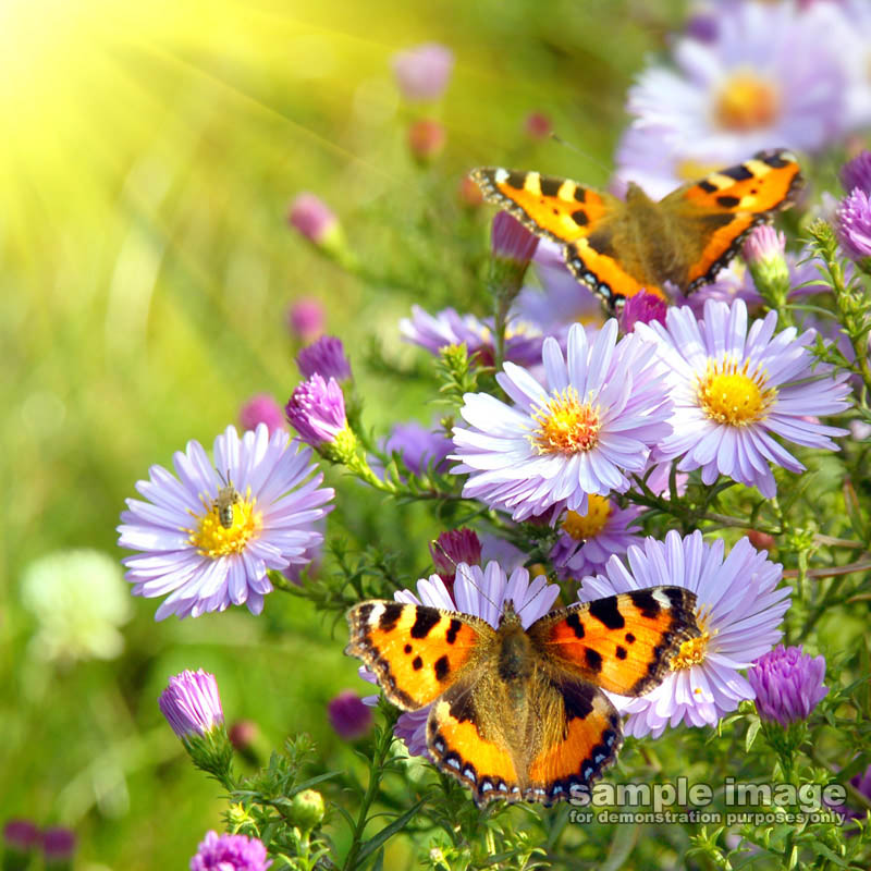 nature-sp-021.jpg