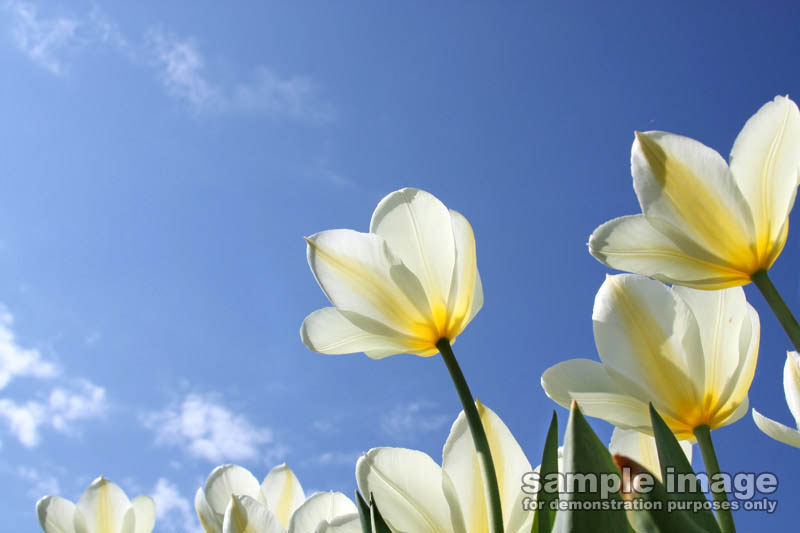 nature-sp-023.jpg