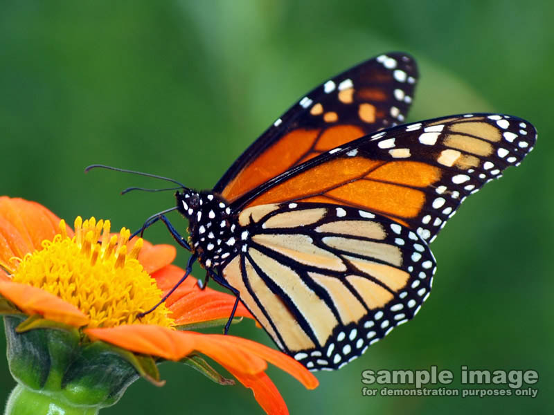 nature-sp-027.jpg