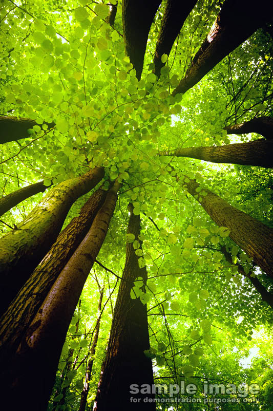 nature-sp-030.jpg