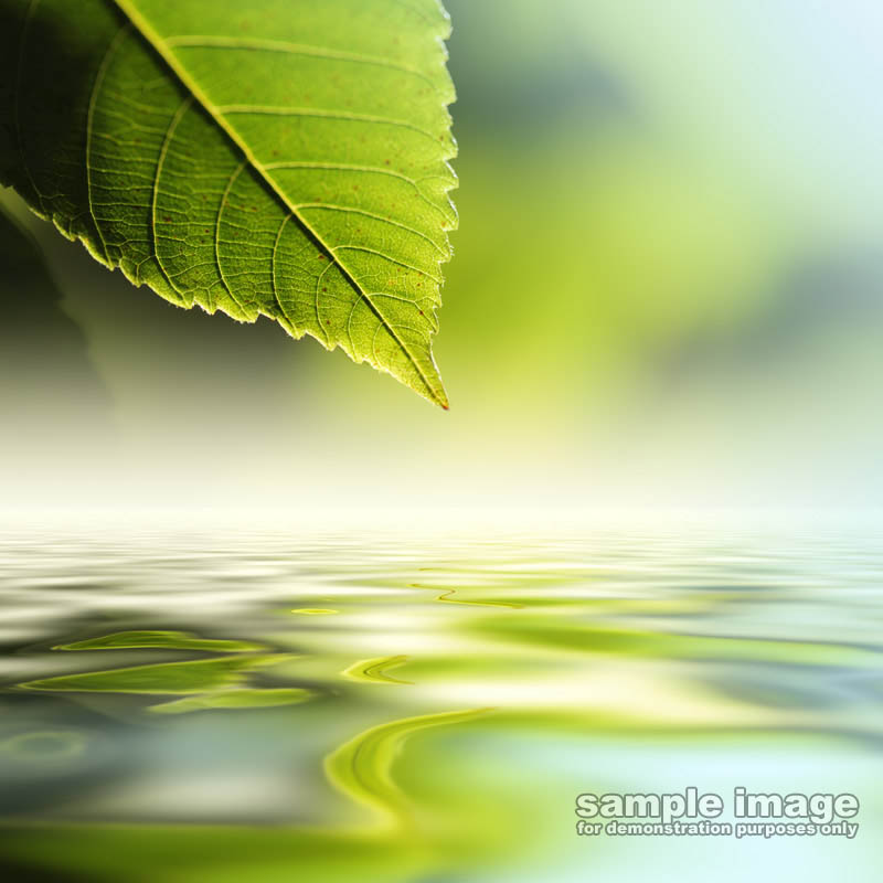 nature-sp-035.jpg