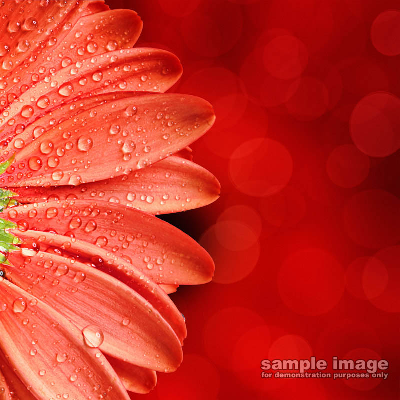 nature-sp-037.jpg