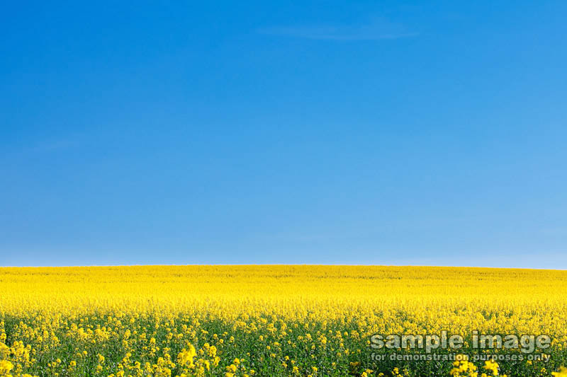 nature-sp-039.jpg