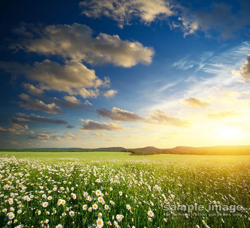 nature-sp-041.jpg