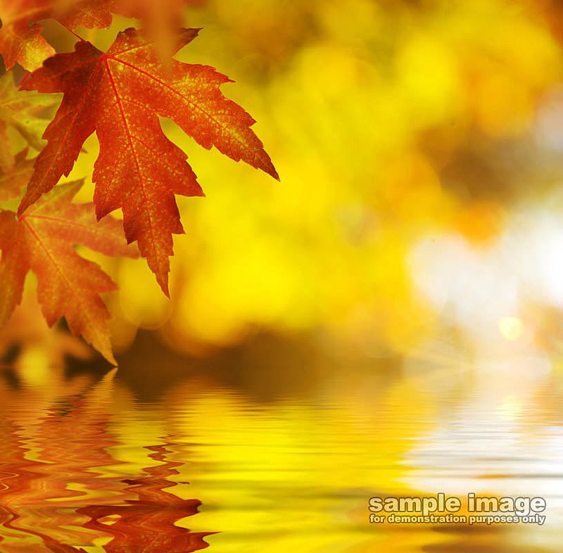nature-sp-042.jpg