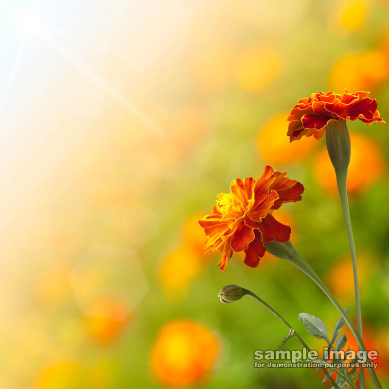 nature-sp-044.jpg