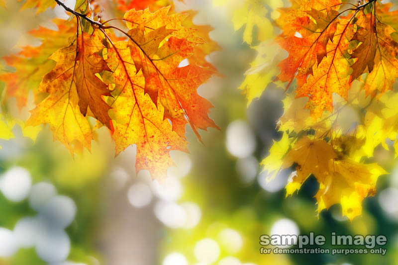 nature-sp-046.jpg