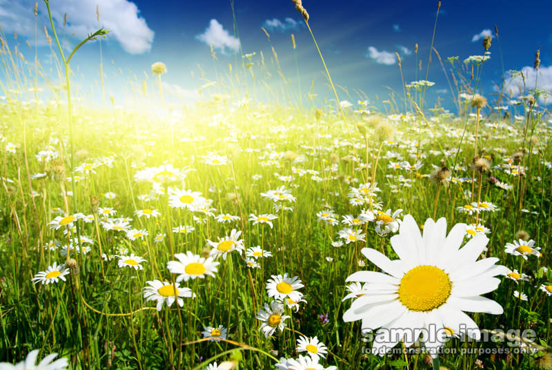 nature-sp-049.jpg