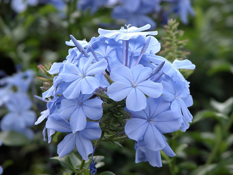 blue-flower11.jpg