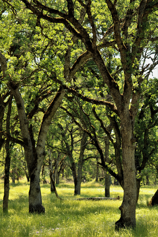 Big Hill Oaks.jpg