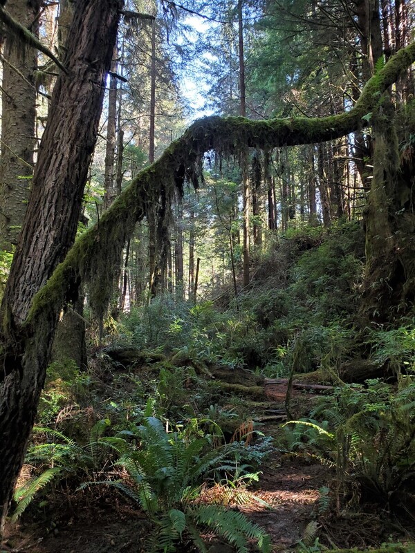 Coastal Forest.jpg