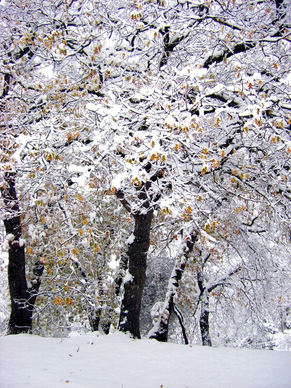 Early Snowfall.jpg