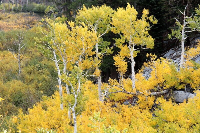 Fall in the Sierras.jpg