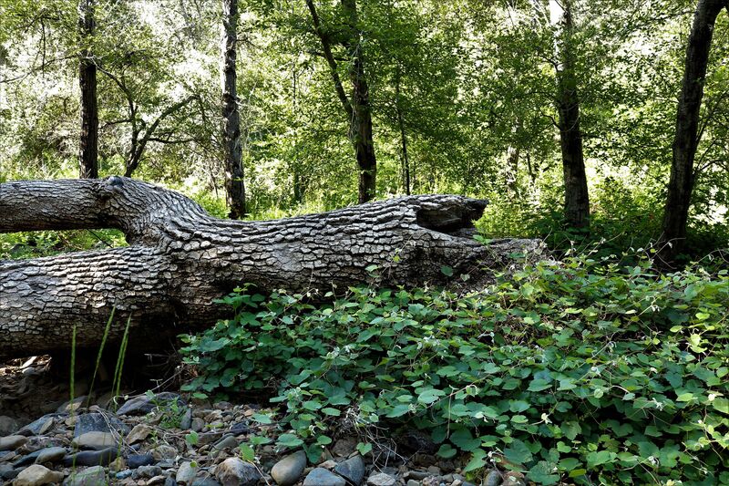 Fallen Oak.jpg