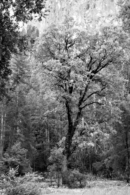 Great Inspiration Yosemite.jpg