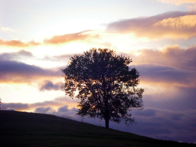 Lavender Sunset.jpg