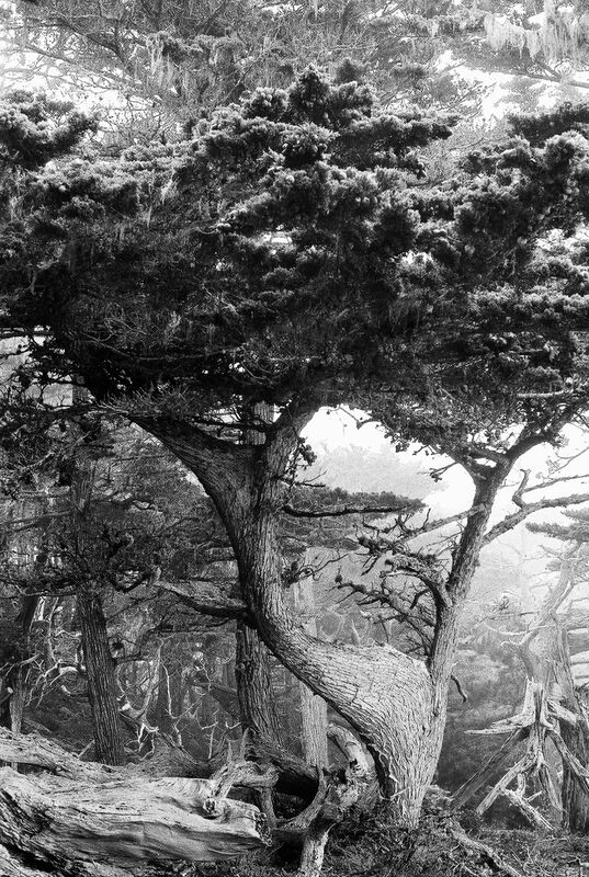 LithographCypress.jpg