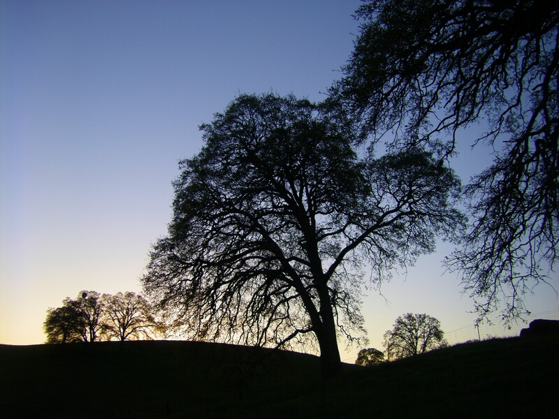 Oaks in Sunset.jpg