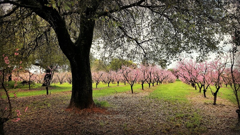 Orchard in Bloom.jpg