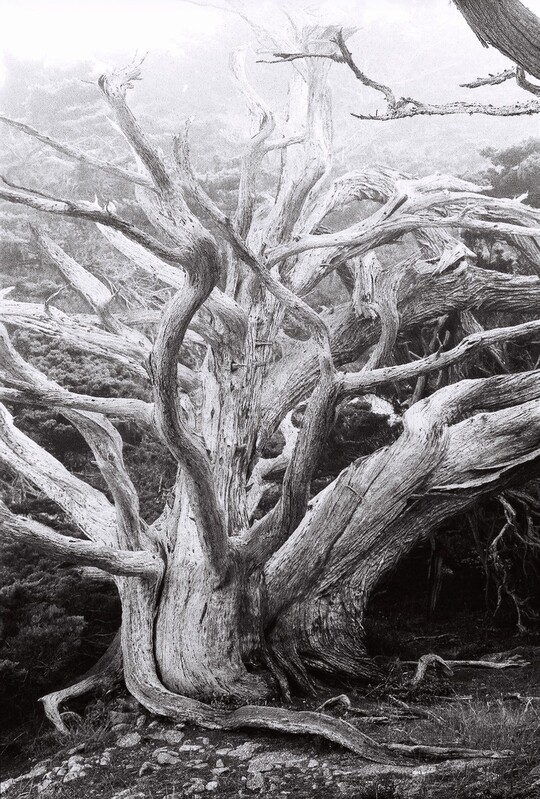 Pt Lobos Medusa Cypress.jpg