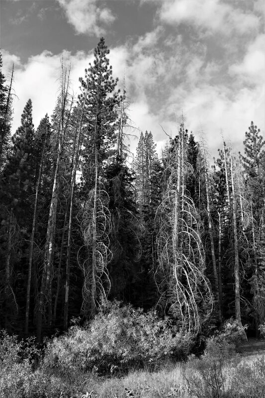 Sierra Forest.jpg