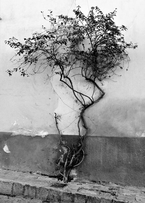 Woman in the Tree.jpg