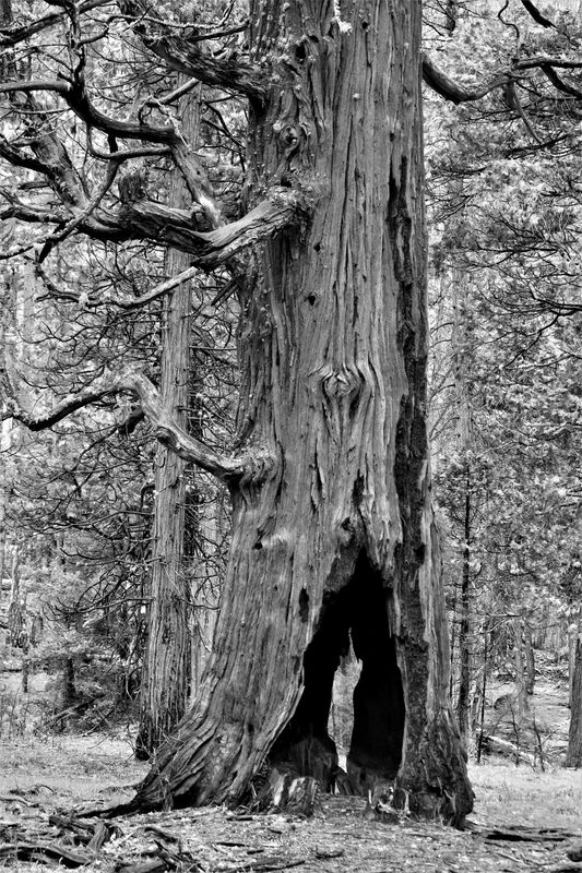 Yosemite 4.jpg
