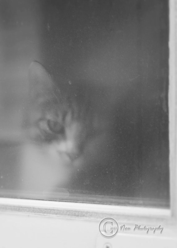 Danish cat BW m.jpg