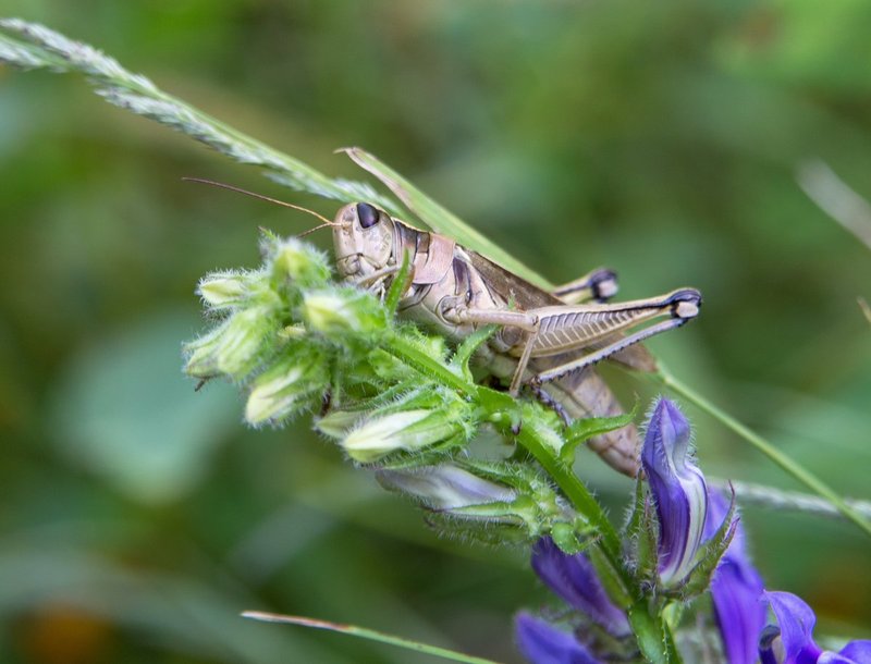 Grasshopper web.jpg