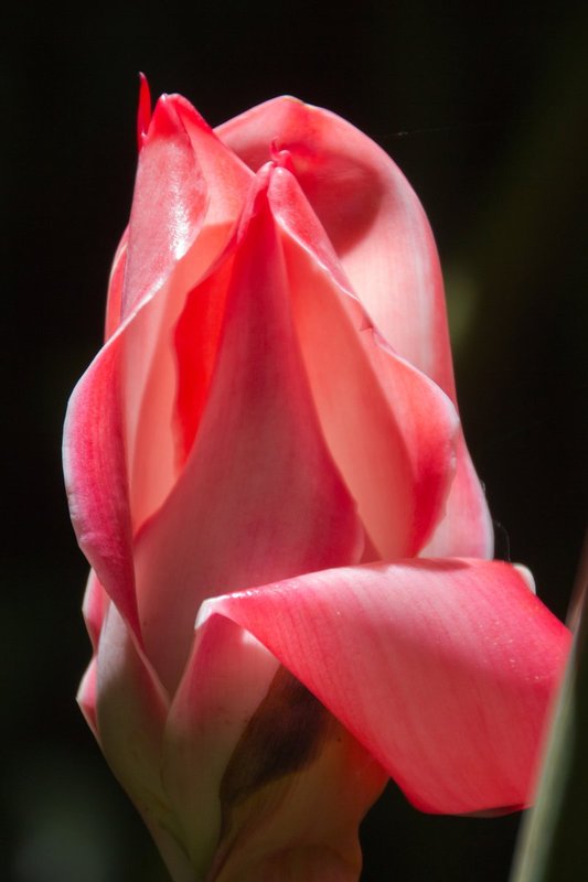 Hana flower.jpg