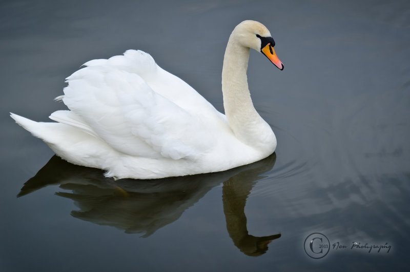 Kronborg swan m.jpg