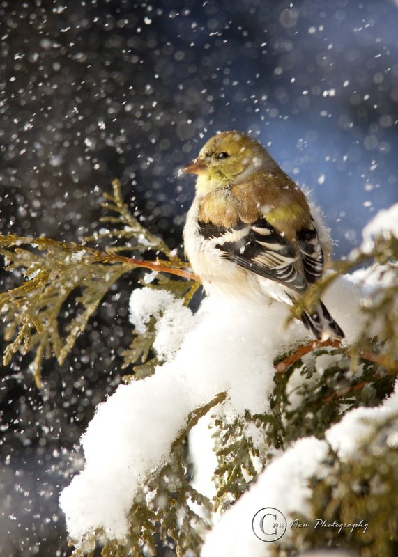 Snowy Finch web.jpg
