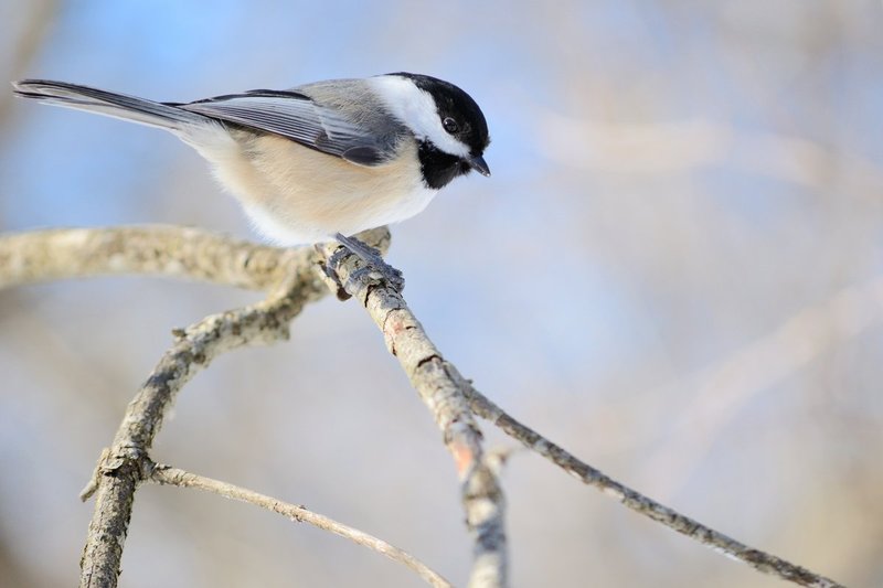 chickadee.jpg