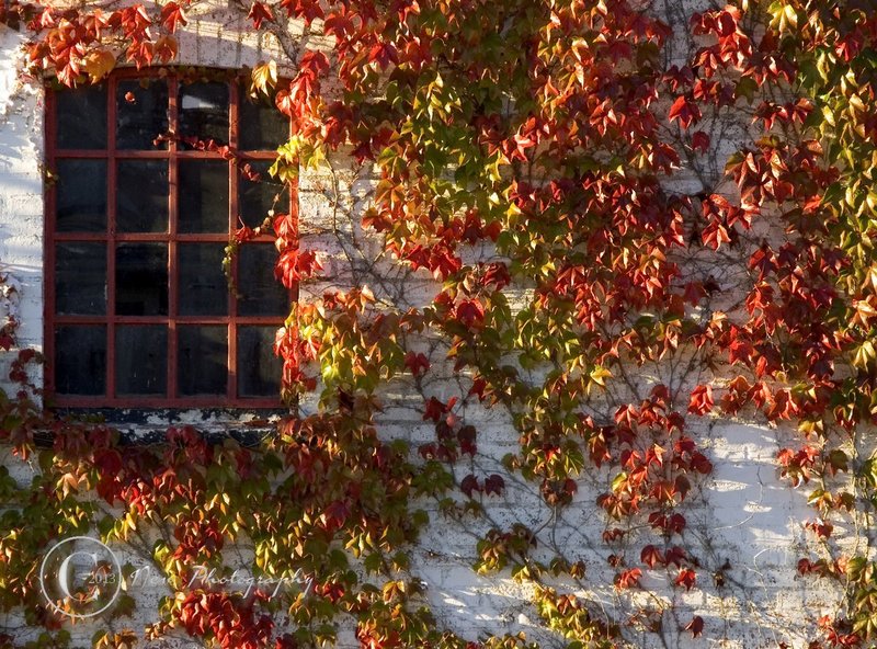 website 13m.jpg :: Wine plant with red autumn leaves climbing brick wall. Jutland Denmark. Red iron window, beautiful colors.