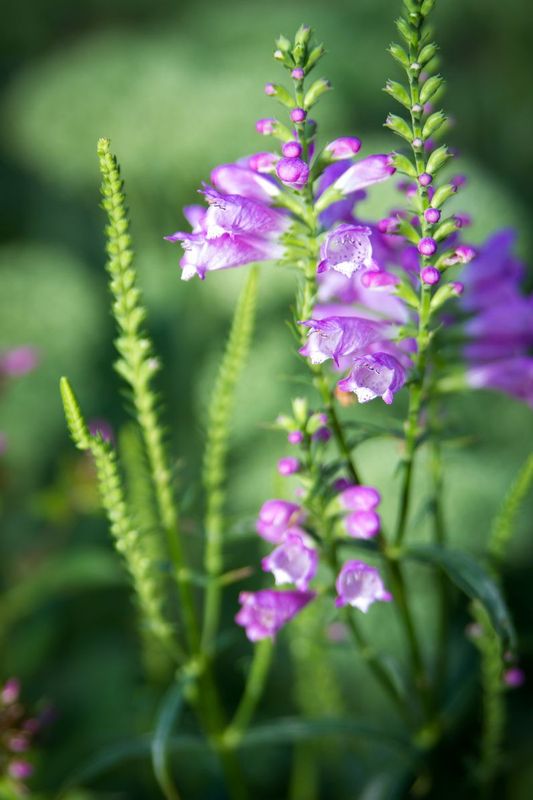 Flower-3.jpg