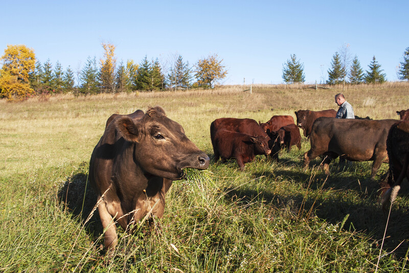 IMG_1569 11x165(1).jpg