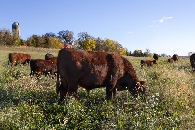 IMG_1575 11x165_.jpg