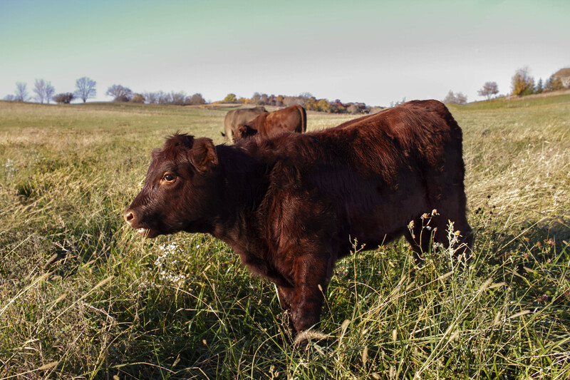 IMG_1653 11x165_2.jpg